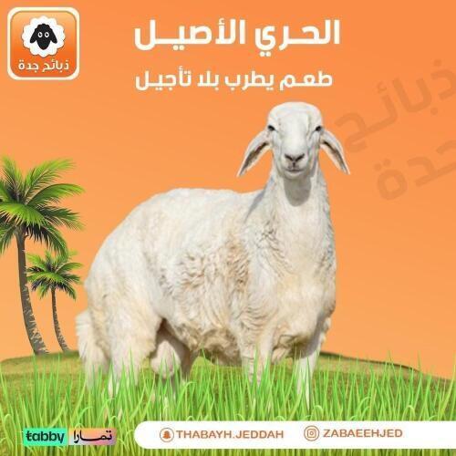 أضحيه حري جذع صغير | أضحيه خروف حري