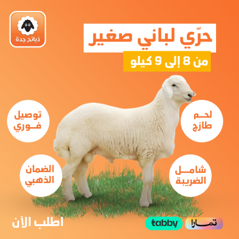 حري لباني - خروف لباني - ذبيحة لباني