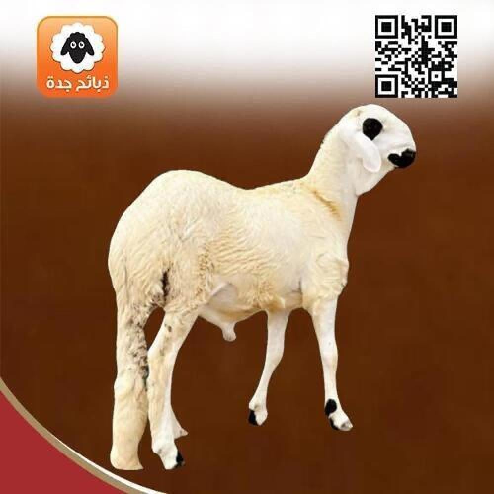 سواكني مبرد صغير