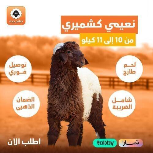 نعيمي كشميري هرفي من 10 إلى 11 كيلو