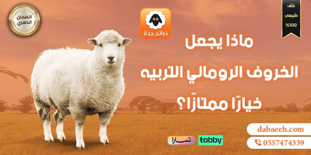 تربية الخروف الروماني: الخيار الأمثل لتلبية احتياجات السوق المحلية في السعودية