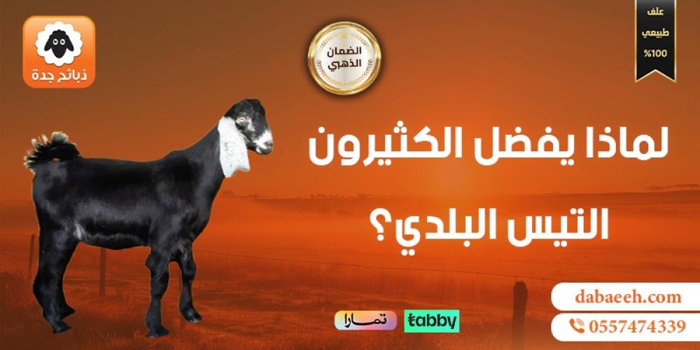 تيس بلدي: الخيار الأمثل لعشاق اللحوم وتراثنا العريق