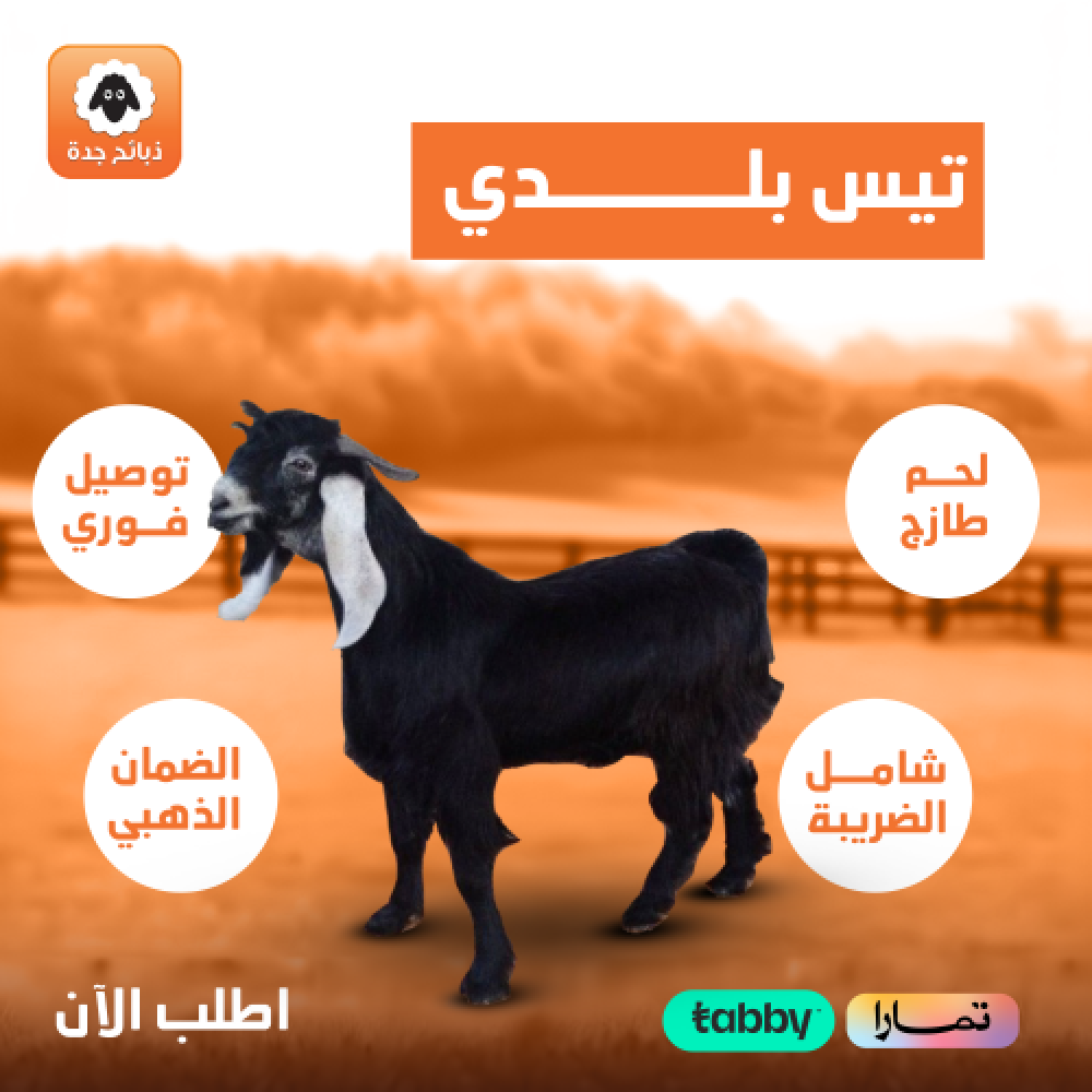 تيس بلدي وسط