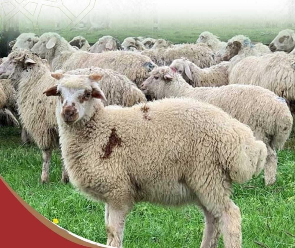 “النعيمي الجورجي: جودة اللحم العربي بنكهة جورجية متميزة”
