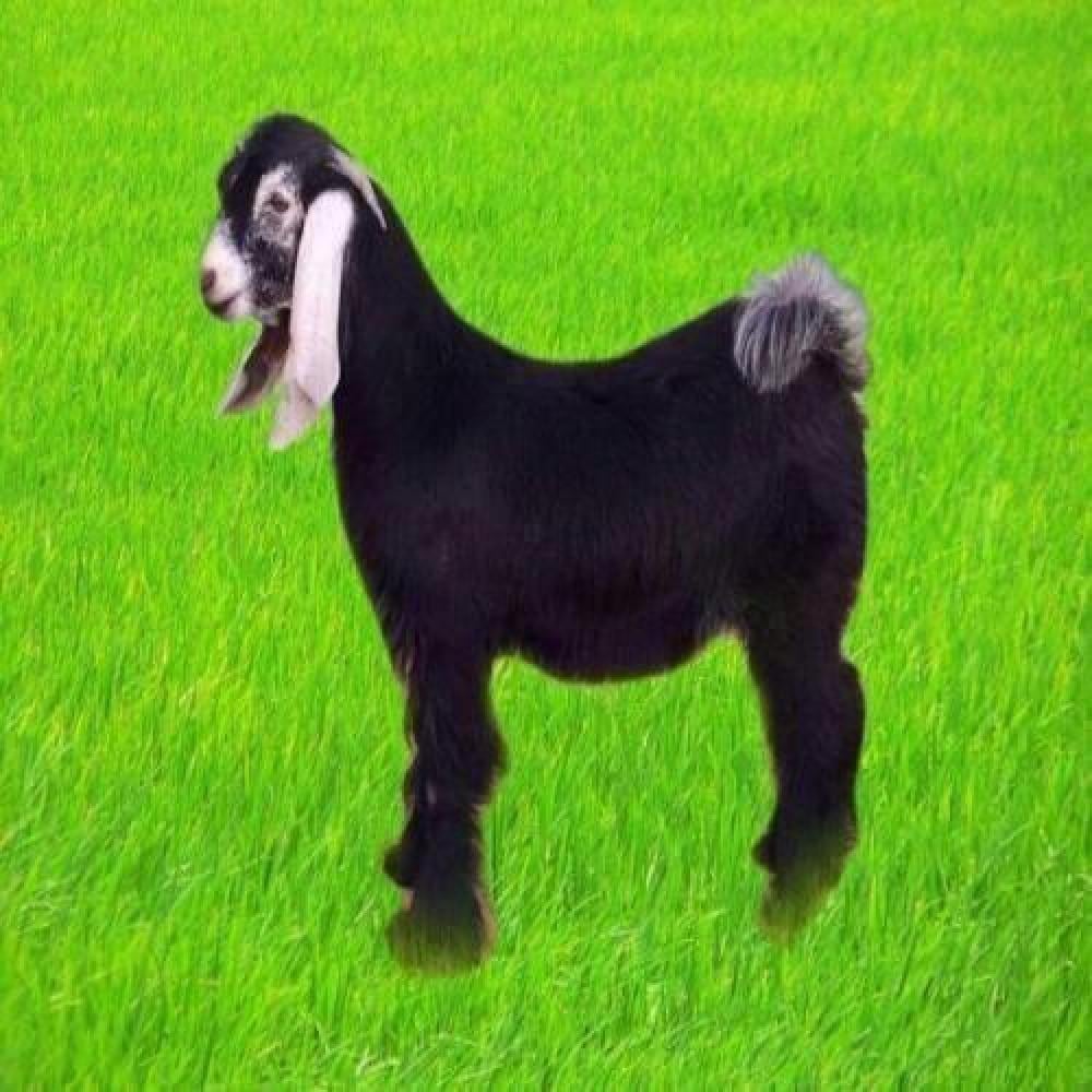 تيس بلدي وسط