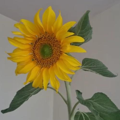 بذور شجرة دوار الشمسHelianthus annuuss