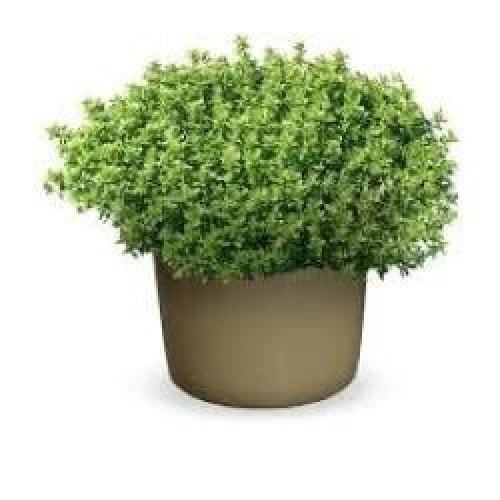 بذور عشبة نبات الزعتر Thymus Vulgaris