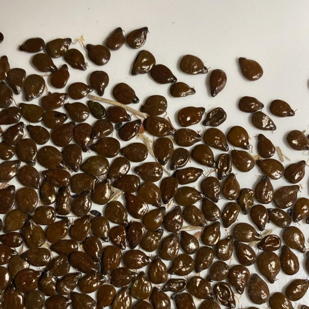 بذور شجرة سنا ارتيميسيويدس  Senna artemisioides