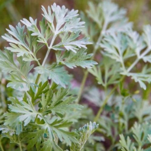 بذور شجرة الشيح Artemisia