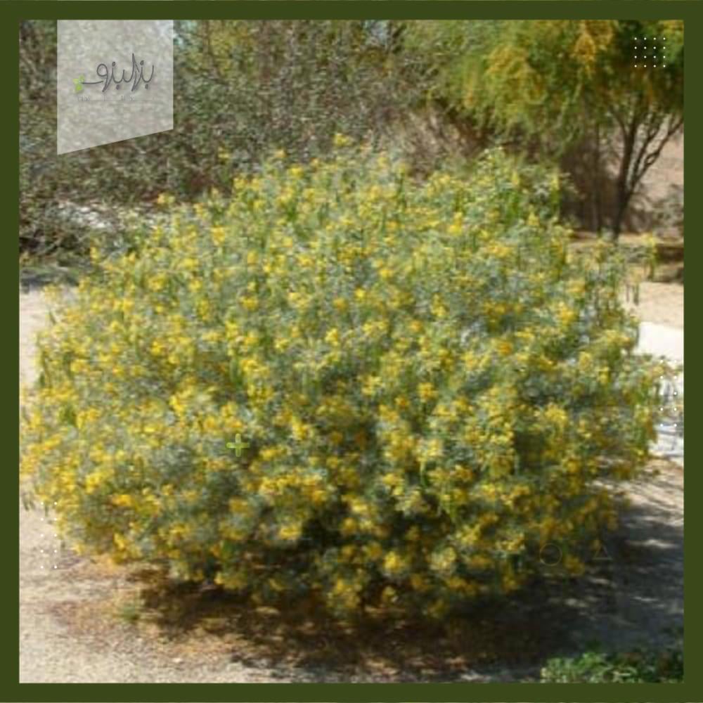 بذور شجرة سنا ارتيميسيويدس  Senna artemisioides