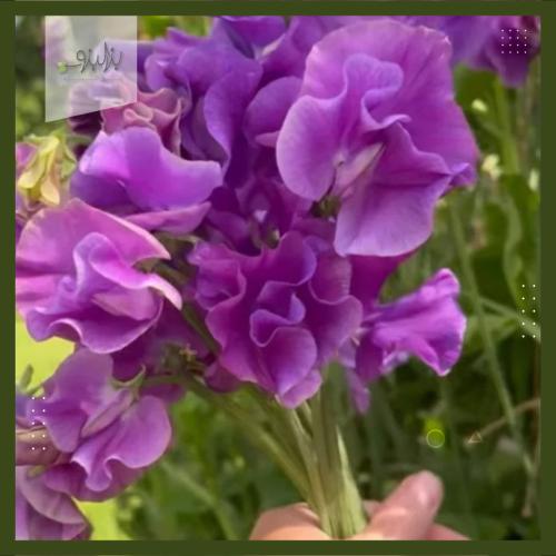 بذور زهرة بسلة الزهور العطرية Lathyrus odoratus