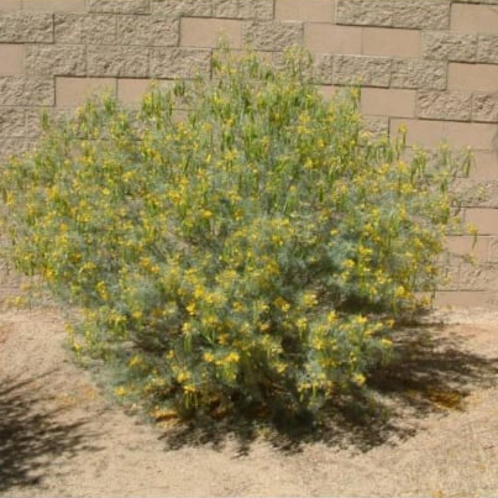 بذور شجرة سنا ارتيميسيويدس  Senna artemisioides