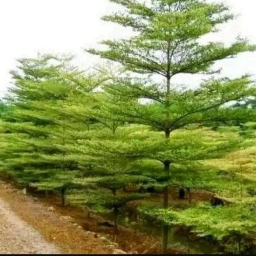 بذور شجرة ترمناليا منتالي Terminalia mantaly