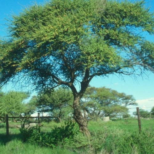 بذور شجرة السمر Acacia tortilis ssp