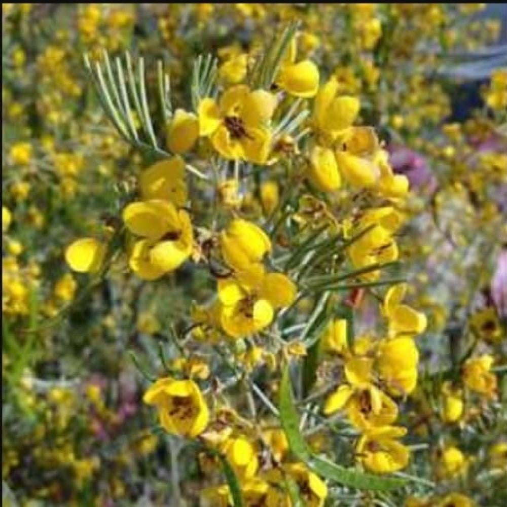 بذور شجرة سنا ارتيميسيويدس  Senna artemisioides