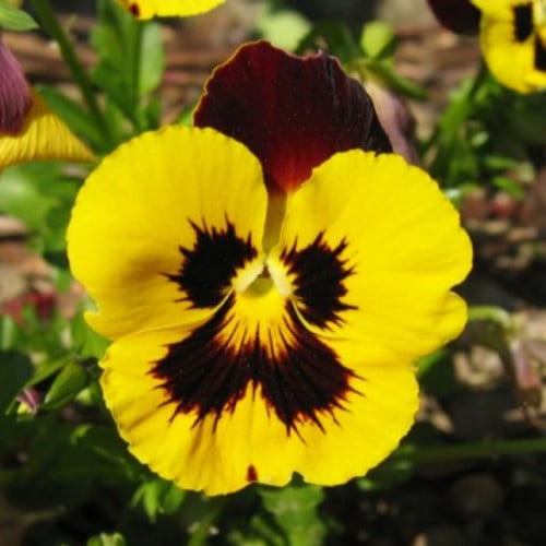 بذور زهرة البانسي pansy الصفراء