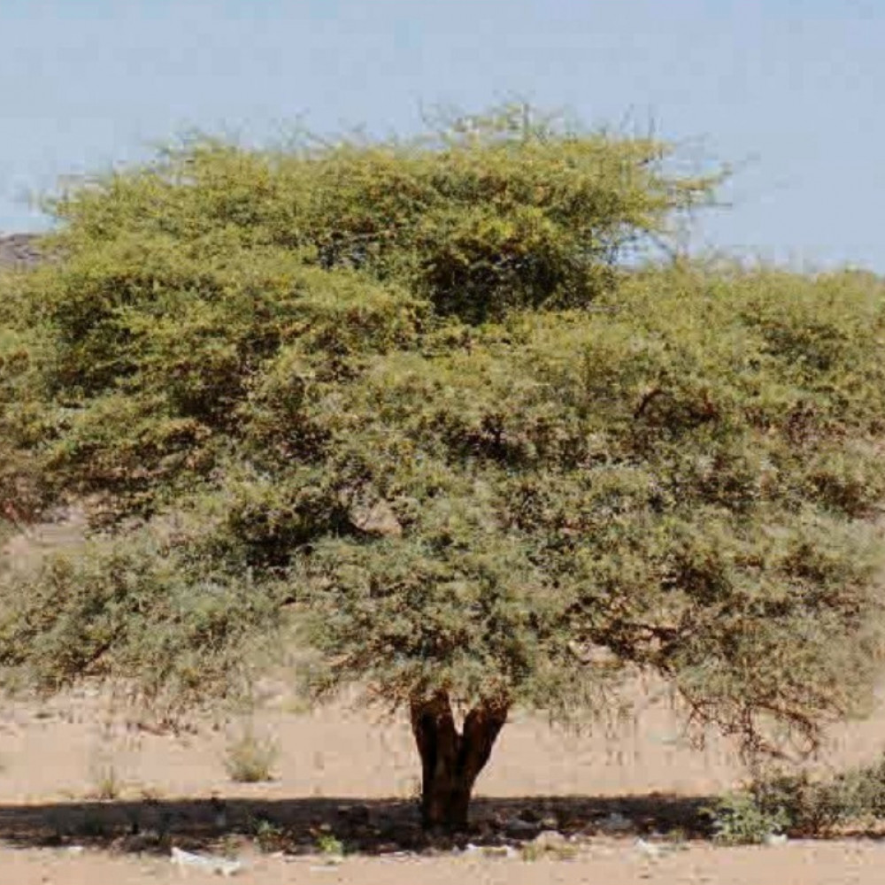 بذور شجرة السلم الأرنبرغي Acacia ehrenbergiana