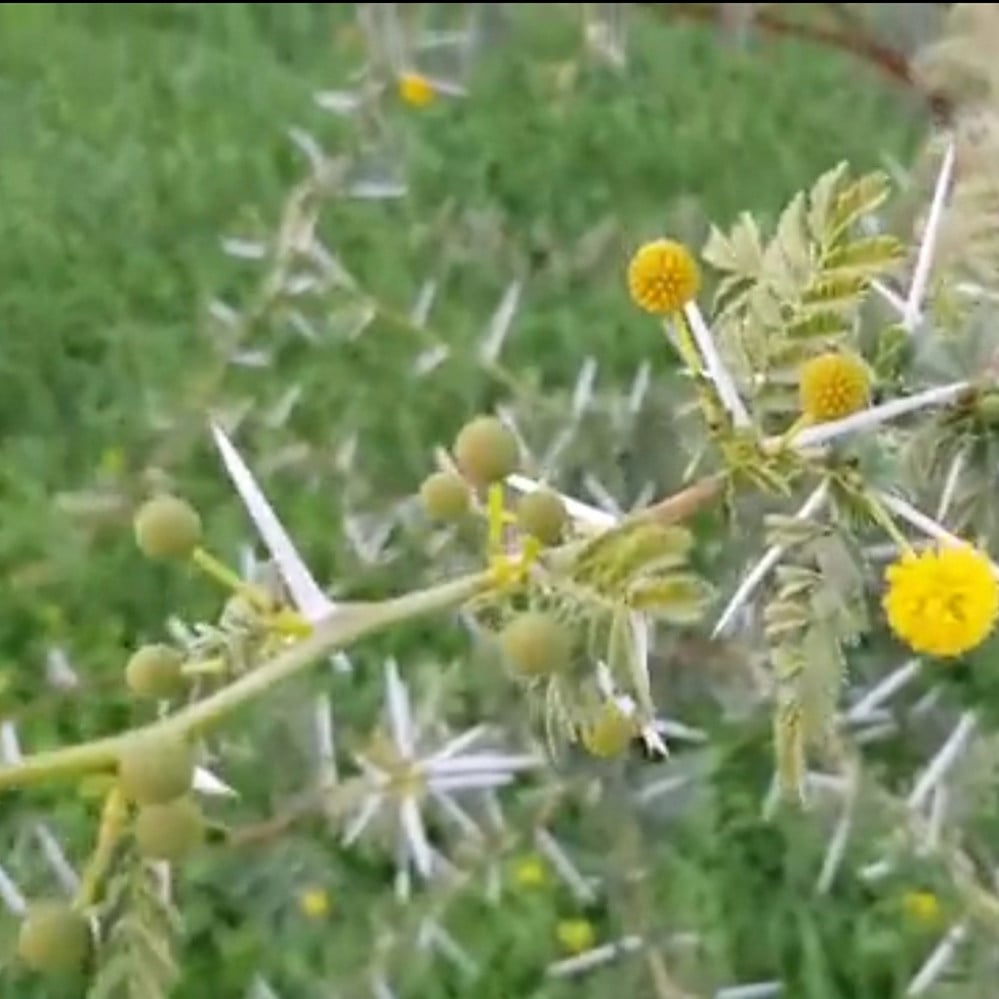 بذور شجرة السلم الأرنبرغي Acacia ehrenbergiana