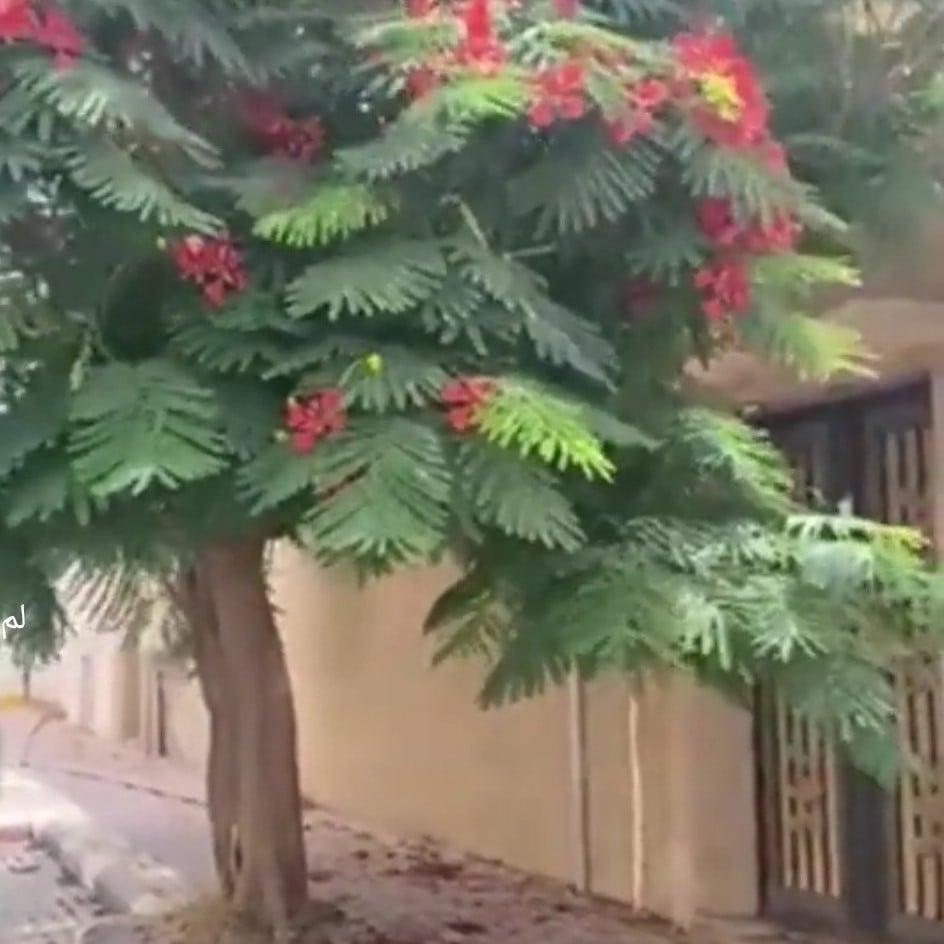 بذور شجرة بونسيانا أحمر الرنف الملكيDelonix regia