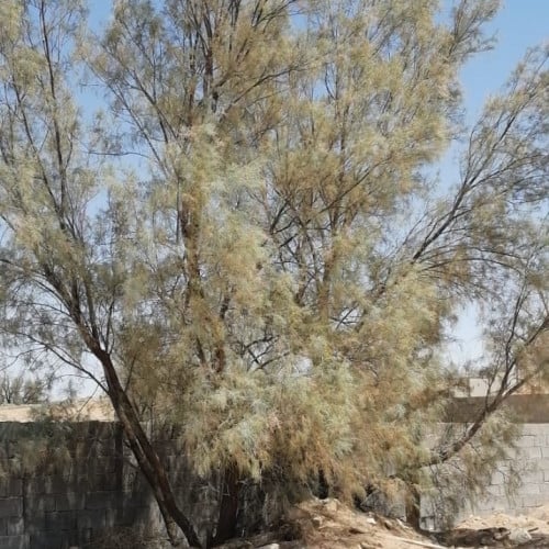 بذور شجرة الأثل بلدي