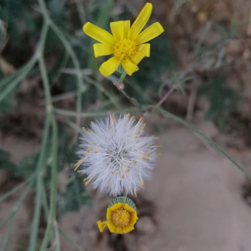 بذور شجرة الجرجار البرية Senecio glaucus