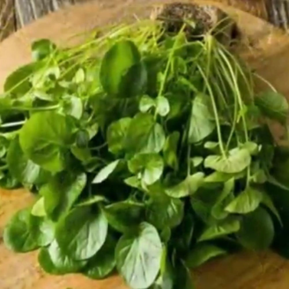 بذور شجرة الجرجيرEruca vesicaria ssp