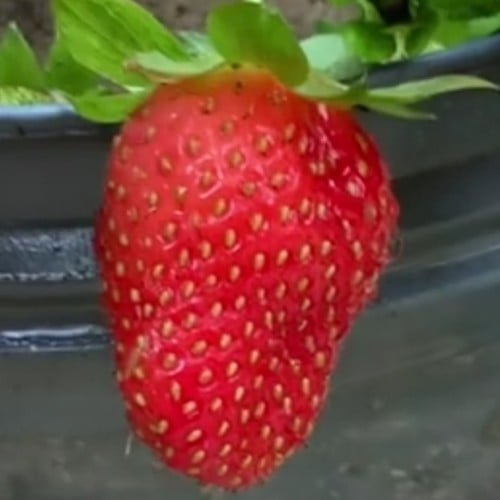 بذور شجر الفراولة Fragaria × ananassa