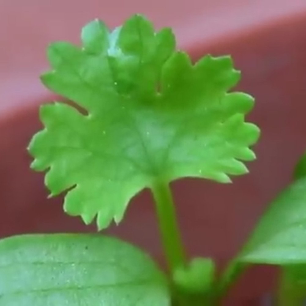 بذور نبات الكزبرة Coriandrum sativum