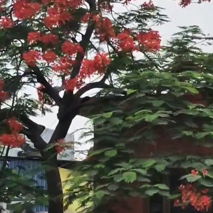 بذور شجرة بونسيانا أحمر الرنف الملكيDelonix regia