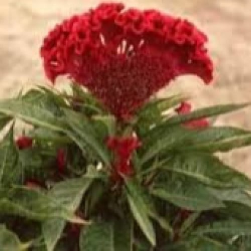 بذور زهرة عرف الديك Celosia argentea