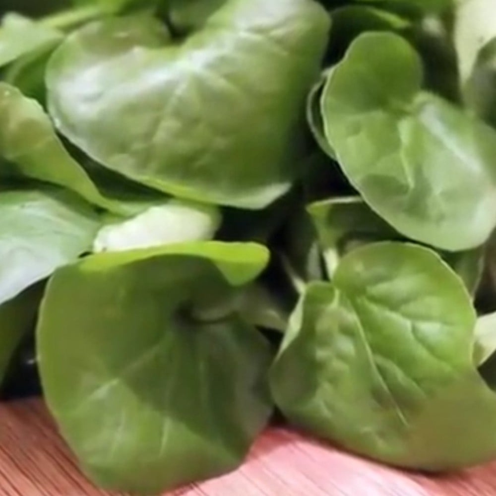 بذور شجرة الجرجيرEruca vesicaria ssp