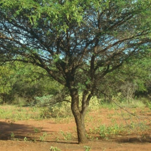 بذور شجر القرض . السنط النيلي الافريقي - Acacia ni...