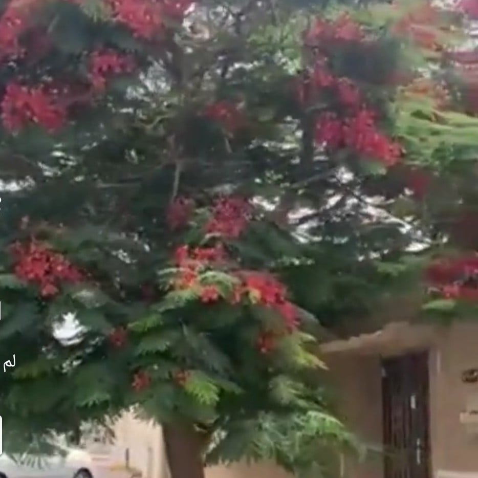 بذور شجرة بونسيانا أحمر الرنف الملكيDelonix regia
