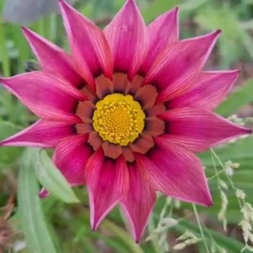 بذور زهرة جازانيا Gazania