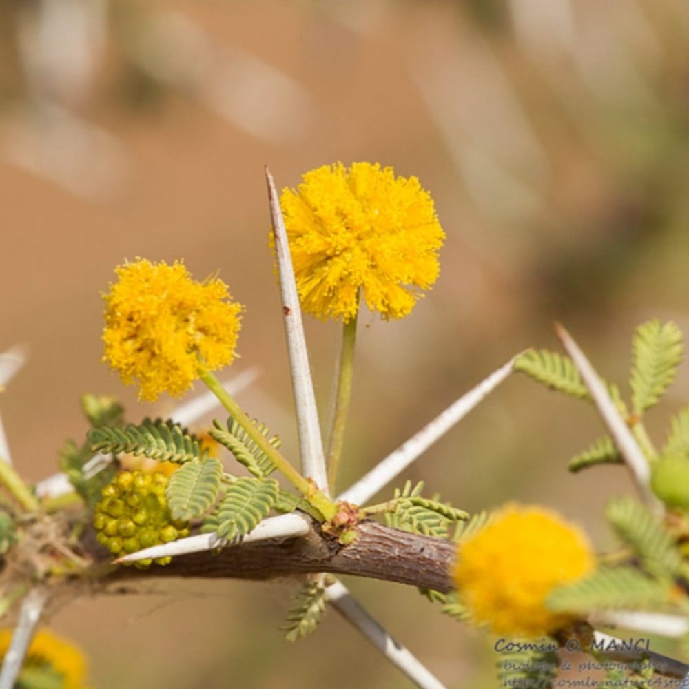 بذور شجرة السلم الأرنبرغي Acacia ehrenbergiana