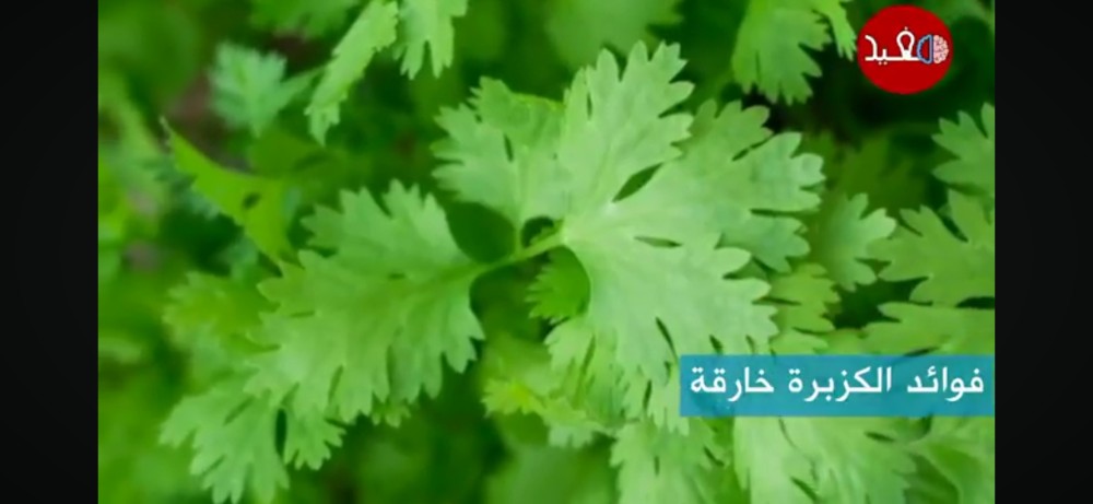 بذور نبات الكزبرة Coriandrum sativum