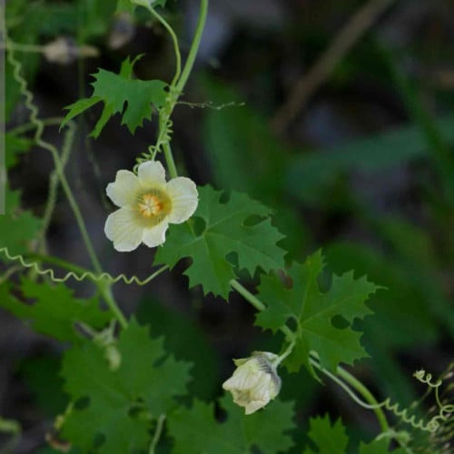 بذور شجرة المعضوضة البلسمية Momordica balsamina