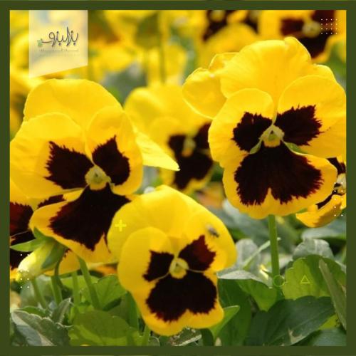 بذور زهرة البانسي pansy الصفراء
