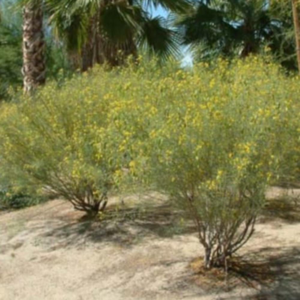 بذور شجرة سنا ارتيميسيويدس  Senna artemisioides