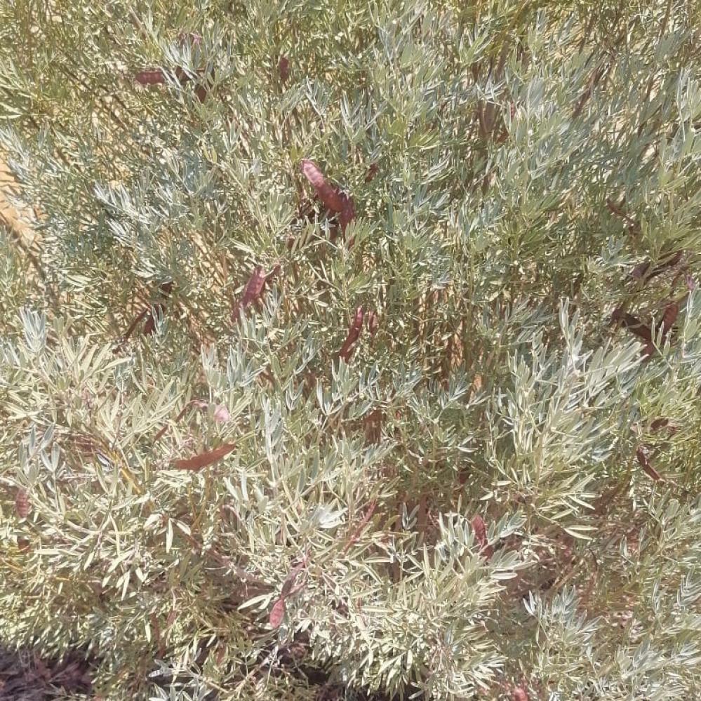 بذور شجرة سنا ارتيميسيويدس  Senna artemisioides