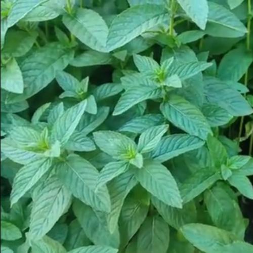 بذور شجرة النعناع Mentha