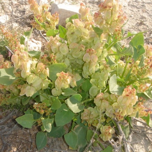 بذور شجرة الحميض ( Rumex vesicarius )