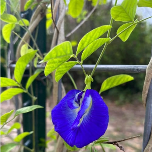 بذور شجرة الشاي الأزرق ( Clitoria ternatea