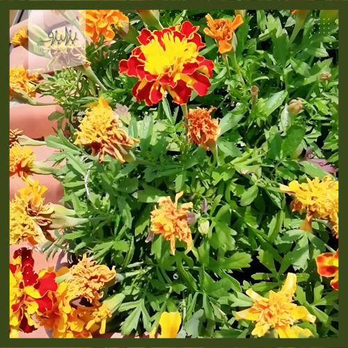 بذور زهرة المخملية المنفتحة Tagetes patula