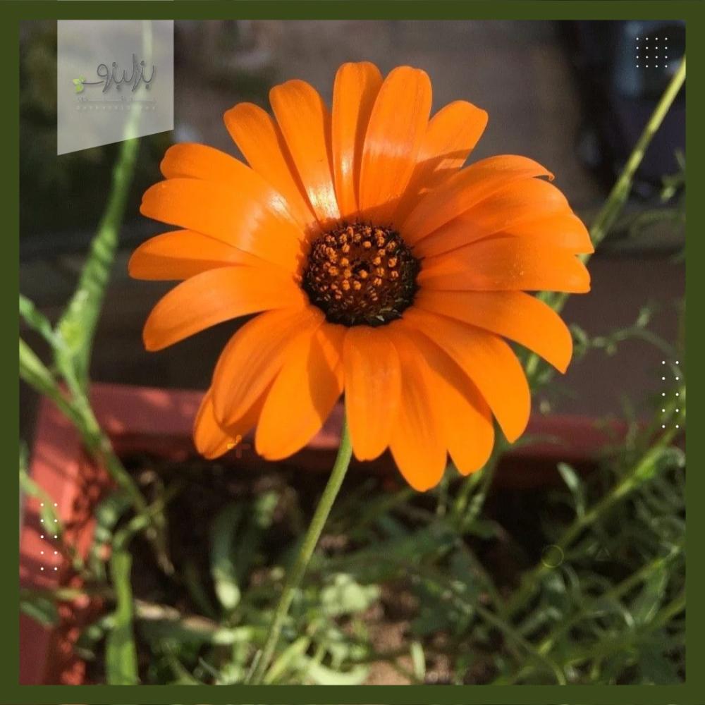 بذور زهرة الديمورفوتيكا  سينواتا dimorphotheca sinuata