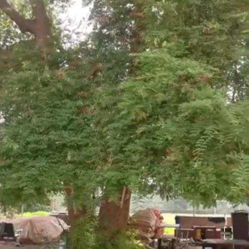 بذور شجرة التمر الهندي - الحُمر‬ Tamarindus indica