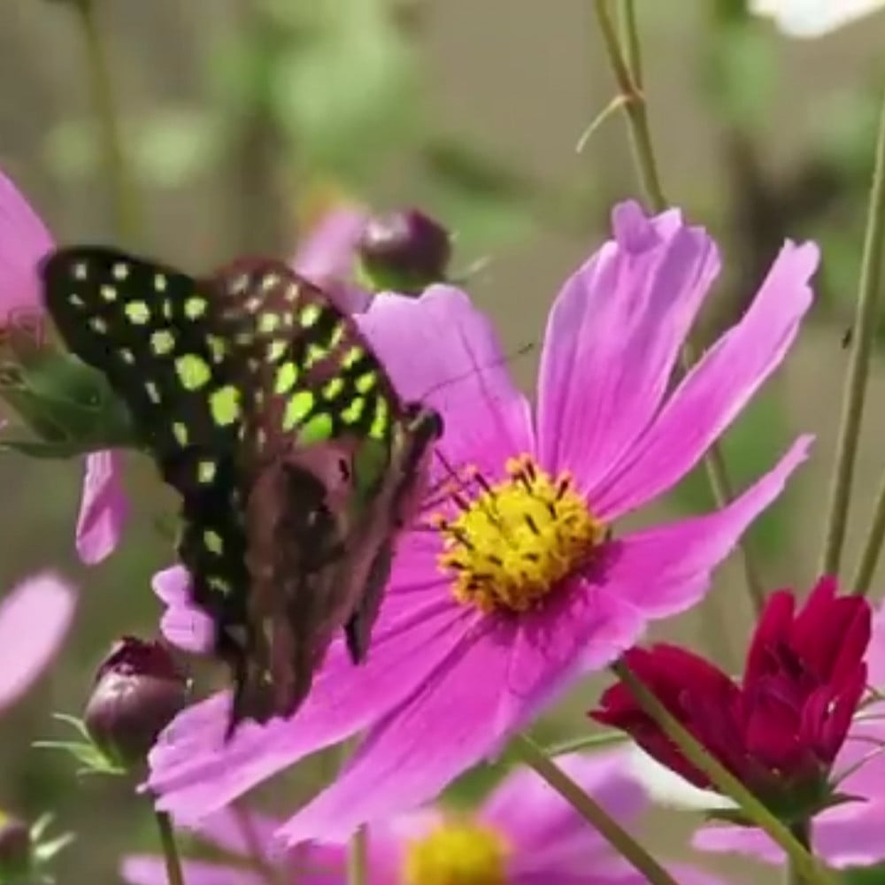 بذور أزهار الكوزموس Cosmos-bipinnatus-Cupcakes