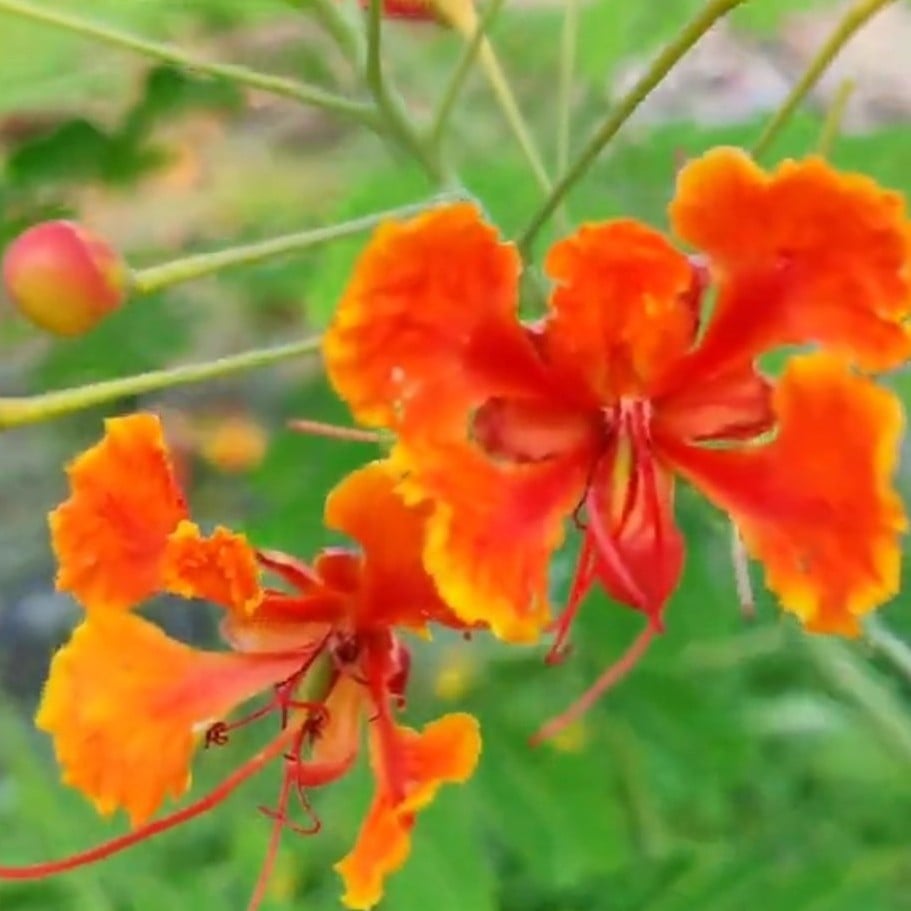 بذور شجرة بونسيانا أحمر الرنف الملكيDelonix regia