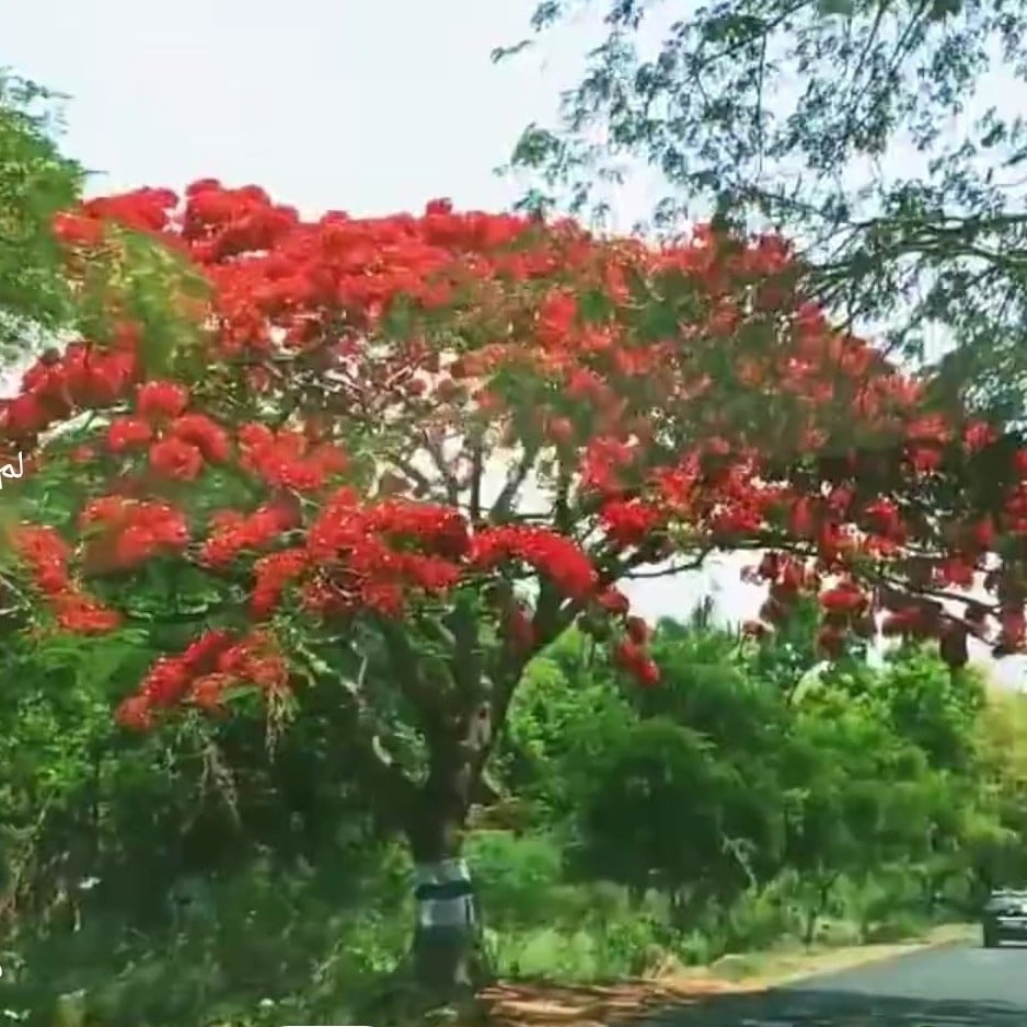 بذور شجرة بونسيانا أحمر الرنف الملكيDelonix regia