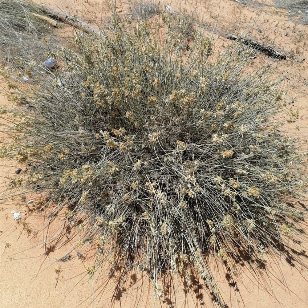بذور عشبة الثندا Cyperus conglomeratus